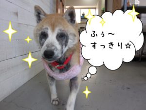 歩く柴犬