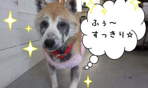 歩く柴犬