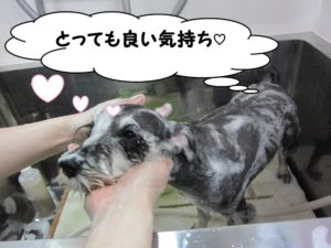 シャンプー中Mシュナ