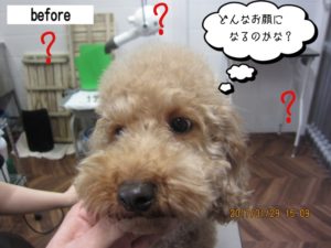 カット前トイプードル