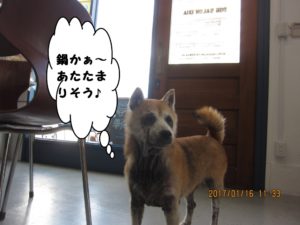 施術後柴犬