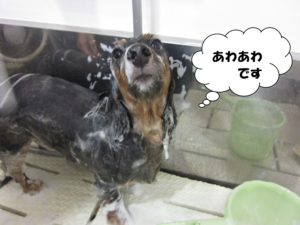 シャンプー中カニンヘンダックス