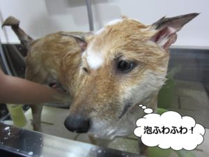 シャンプー中柴犬