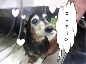 シャンプー中ミニチュアダックス