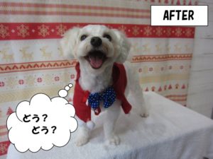 カット前マルチーズ