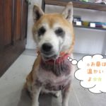 おすわり柴犬