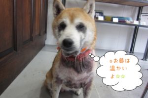 おすわり柴犬