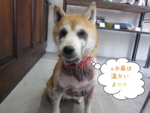 おすわり柴犬