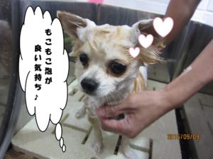 シャンプー中チワワ