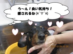 スパ中ミニチュアダックス