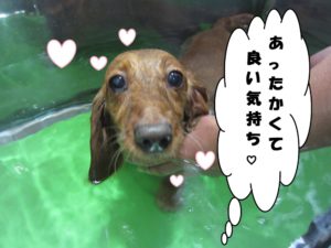 スパ中ミニチュアダックス