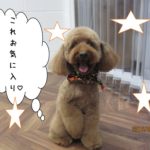 笑顔トイプードル