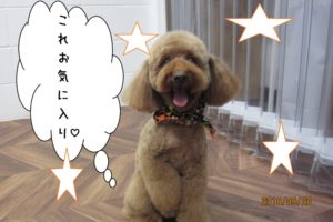 笑顔トイプードル