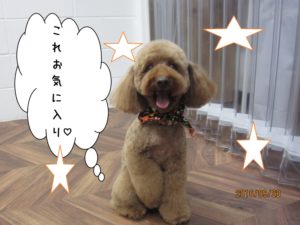 笑顔トイプードル