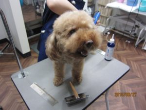 カット前トイプードル