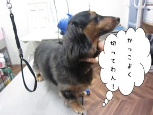 カット前ミニチュアダックス