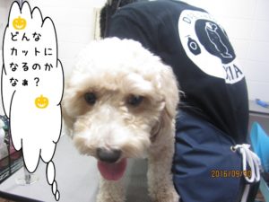 カット前ミックス