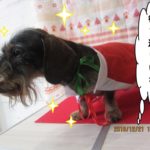 サンタさんミニチュアダックス