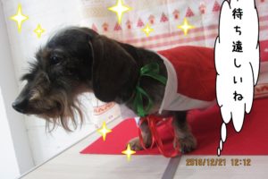 サンタさんミニチュアダックス