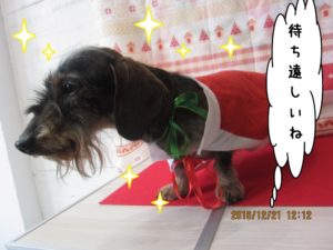 サンタさんミニチュアダックス
