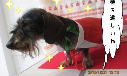 サンタさんミニチュアダックス