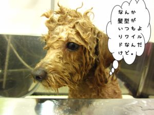 シャンプー中トイプードル