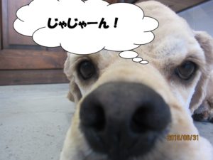 カット後コッカー