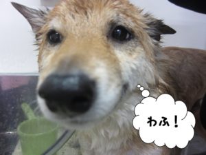 シャンプー中柴犬