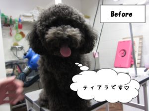 カット前トイプードル