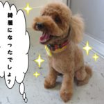 笑顔トイプードル