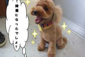 笑顔トイプードル