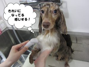 シャンプー中ミニチュアダックス