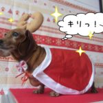 トナカイさんミニチュアダックス