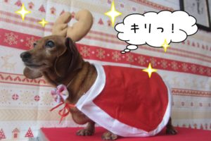 トナカイさんミニチュアダックス