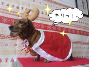 トナカイさんミニチュアダックス