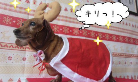 トナカイさんミニチュアダックス