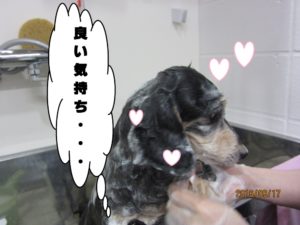 シャンプー中ミニチュアダックス