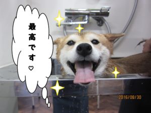 スパ中柴犬
