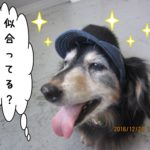 笑顔ミニチュアダックス