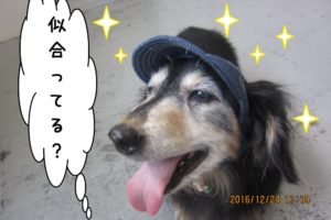 笑顔ミニチュアダックス