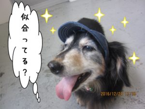 笑顔ミニチュアダックス