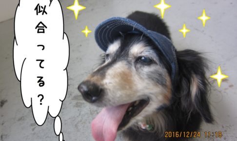 笑顔ミニチュアダックス