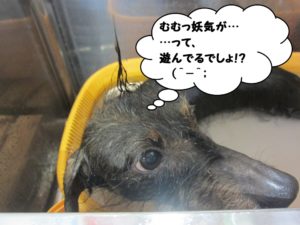 スパ中ミニチュアダックス