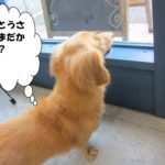 後ろ姿ミニチュアダックス