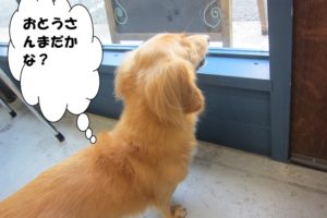 後ろ姿ミニチュアダックス