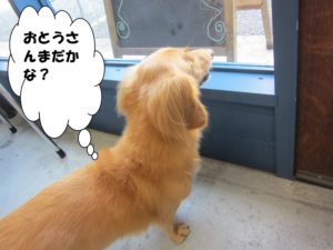 後ろ姿ミニチュアダックス