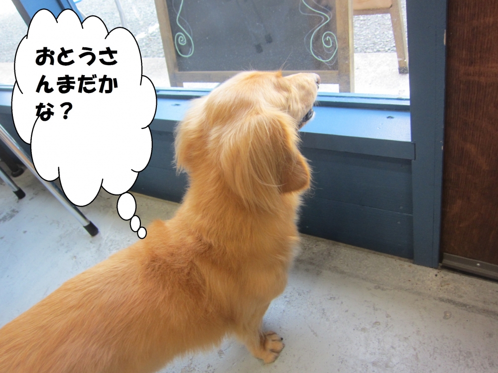 後ろ姿ミニチュアダックス