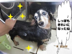 シャンプー中ミニチュアダックス