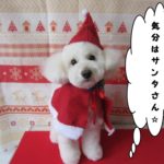 サンタさんトイプードル