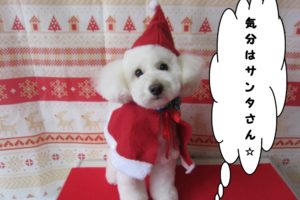 サンタさんトイプードル